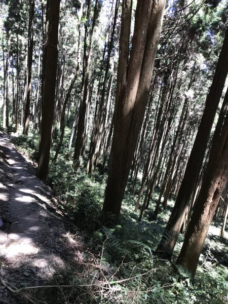 110年5月16日高雄   藤枝國家森林遊樂區1456926