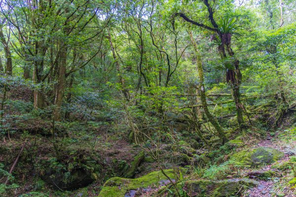 [桃園]北插天山磨練之旅2532931