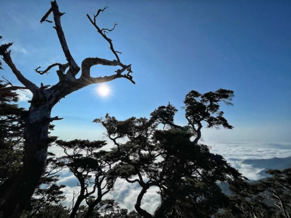 見證最美麗北大武山雲海、鐵杉1318837