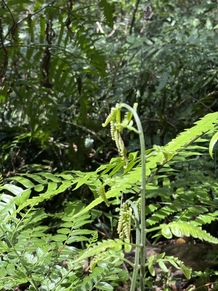 陽明山東西大縱走-西段3016188