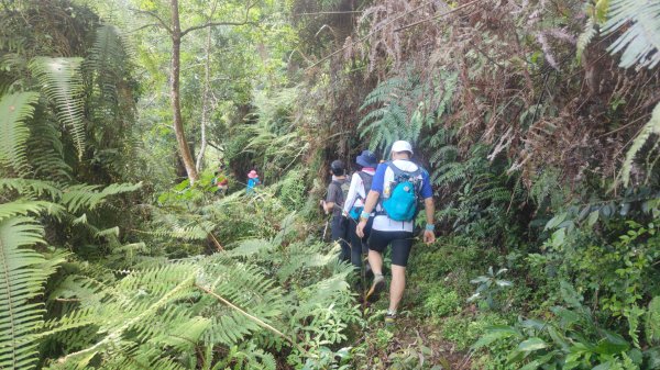 谷關黑白縱走2025年6月8日2808666