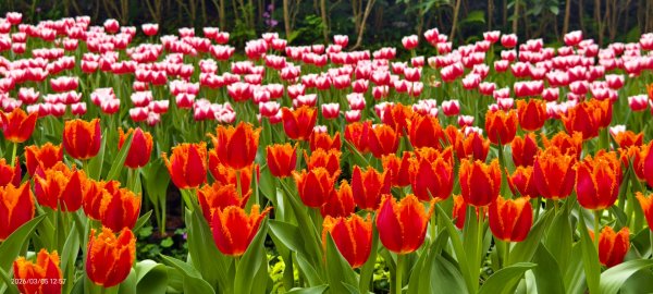 #士林官邸 #鬱金香 #碧山巖 #椿寒櫻 #國父紀念館 #八重櫻 3/5 #三層崎 #嗄嘮別 3/63010400