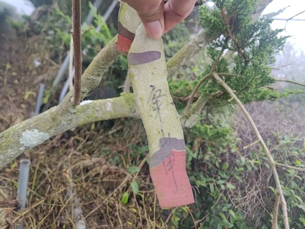 梅山鄉撿山頭2449373