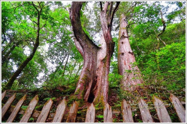 新竹尖石鎮西堡巨木群步道封面