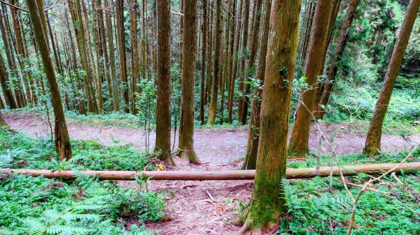 油羅山(一上三下)2959185