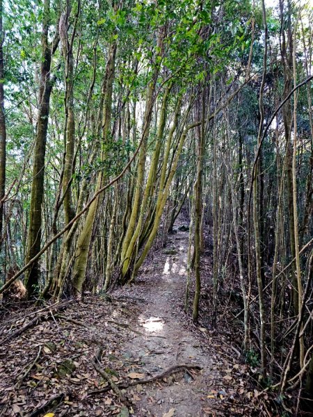 屋我尾山-谷關七雄 老三2962544