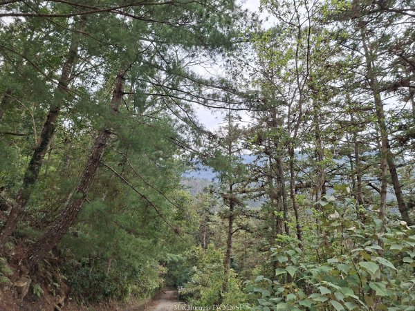 《南投》松濤徐徐｜惠蓀林場關刀山林道上巨松台環山嵐小徑202603213021364