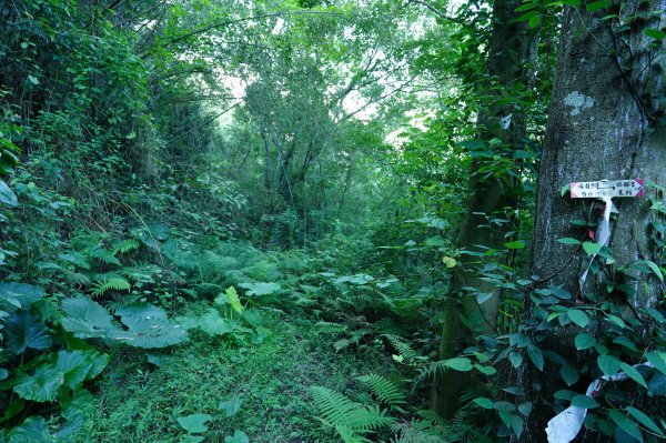 新竹 竹東 柯子湖山、尖山2613896