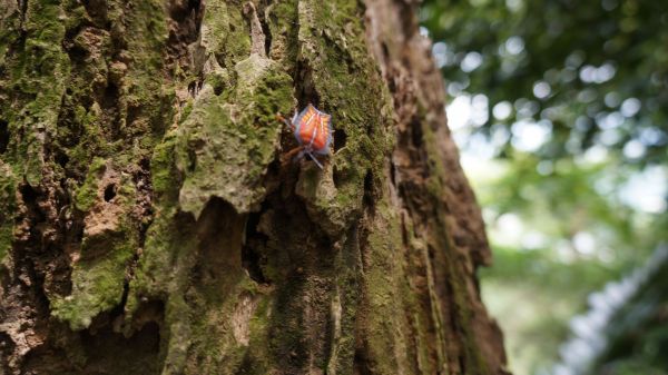 新溪洲山之樂400325