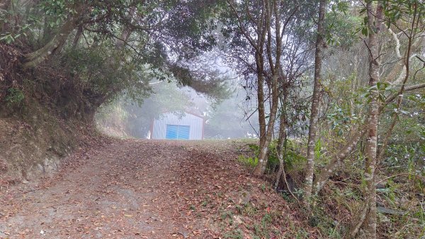 守城大山茶園登山口楓葉紅了1952795