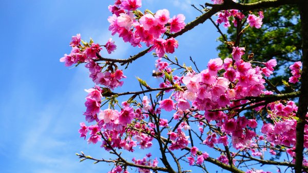 《蝶戀花·天元宮櫻吹雪》2707099