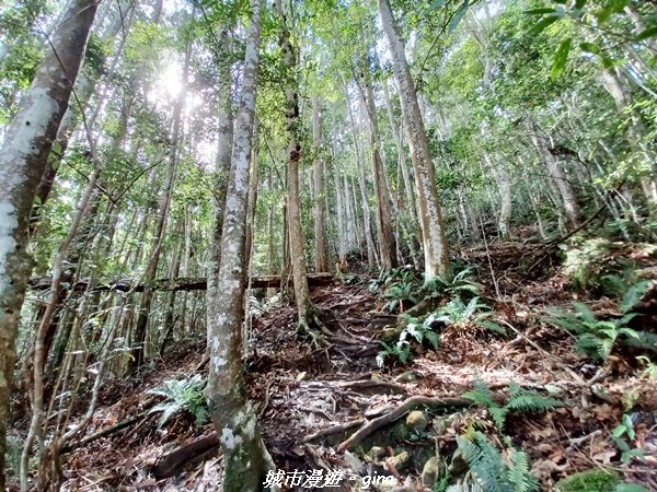 【台中和平】在虐腳的陡上中持續前進。 谷關七雄-八仙山主峰步道2367691