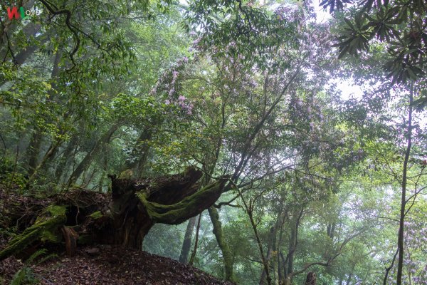 WL 愛旅行【塔曼山】593404