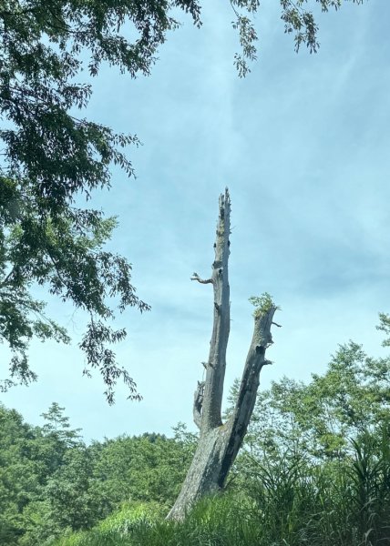 新中橫看玉山 首訪鹿林神木2836971