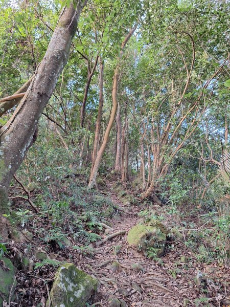 關西赤柯山+東西獅頭山+馬福山+玉山O型2670800