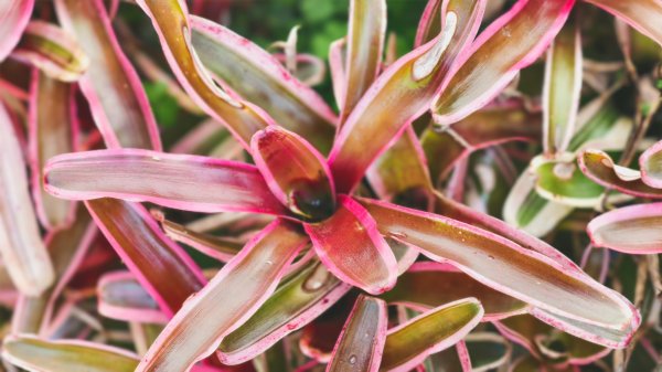 【蛇年走春】高雄桃源 • 世外桃源2700218