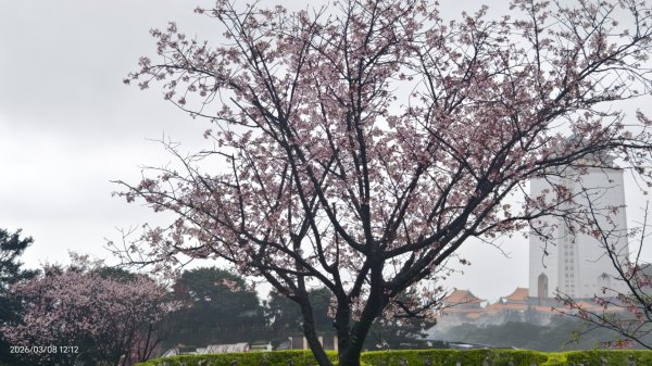 #中山樓 #陽明公園 #十八份 #吉野櫻 #墨染櫻（花葉同開） #山海觀馬場 #黃花風鈴木3011425