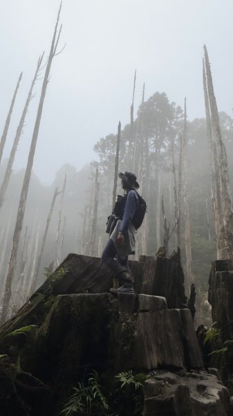 留龍頭-嶺頭山-金柑樹山-忘憂森林（2025必去）2720360