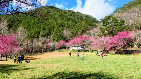 《踏莎行・武陵山櫻》2712456