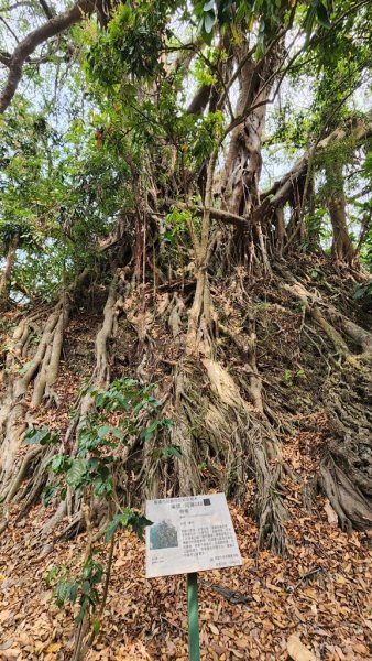 【大岡山】盤龍峽谷一線天2757970