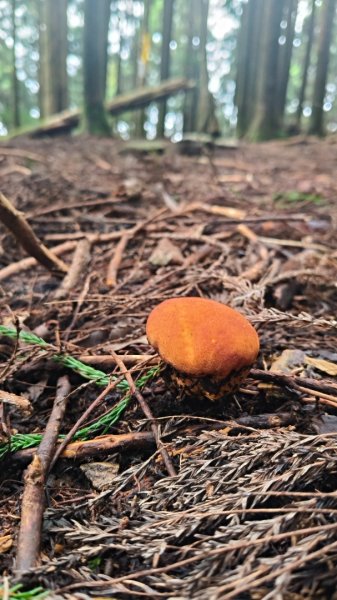 大混李棟重訓2883639