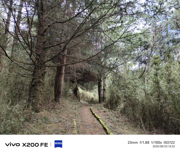 [玉山尋寶任務-05/12] 2025_0823 塔塔加步道(大鐵杉登山步道)2869654