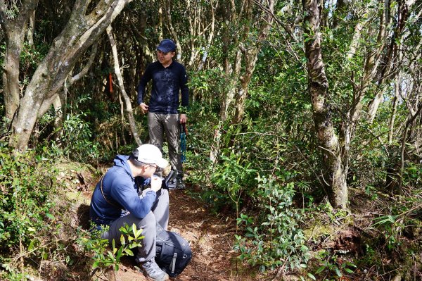 新竹關西鎮 水田林道之貴妃&那結山連走1539704