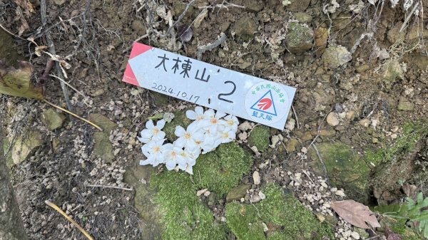 20260111微笑山線：【大棟山系】405高地段+百年大榕樹段2982891