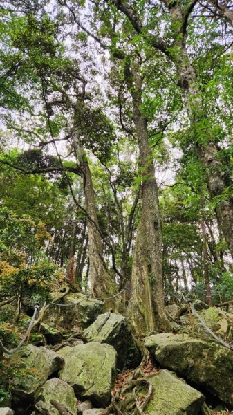 【中級山縱走】最美中級山，鳶嘴西稜縱走（鳶嘴山，醜崠山，長壽山）2741392