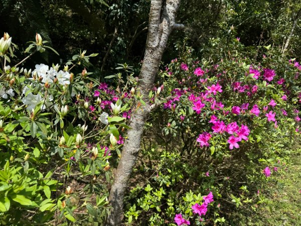 二格山走南邦寮山經草湳福德宮回二格公園3005495