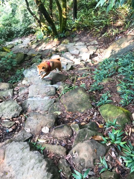 金面山步道1071829