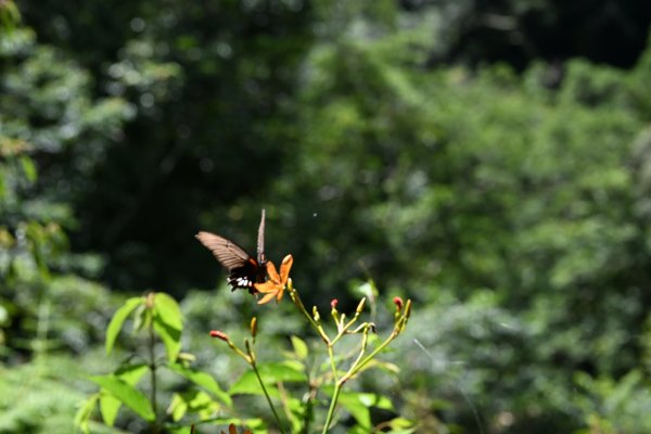 2025_0628 大羅蘭溪古圳步道(福山馬岸)2825236