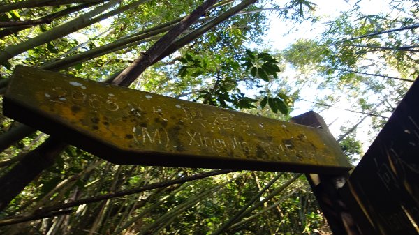 20260125 陽明山前後山健行(無極天元宮~山仔頂步道.向天池.向天山.面天山.二子坪)2997961