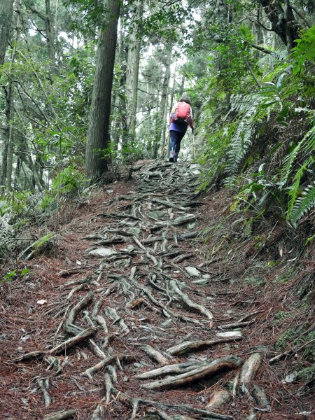 20200315 迷霧森林-馬崙山883846