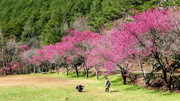 《踏莎行・武陵山櫻》2712458