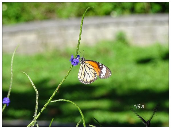 台中/大坑4號步道634903