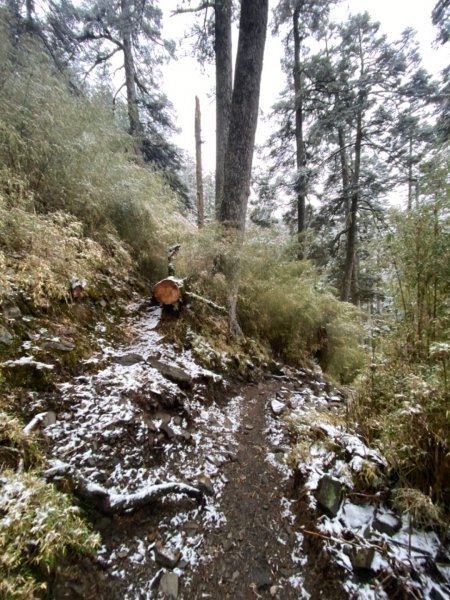 塔塔加-排雲山莊。驚喜滿分的糖霜雪景1565840