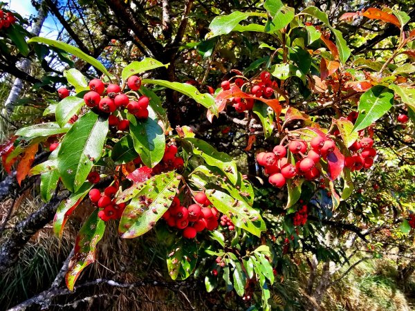 小雪山天池步道2962672