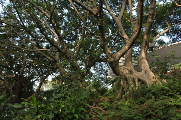 20170107台灣桃園虎頭山步道90642