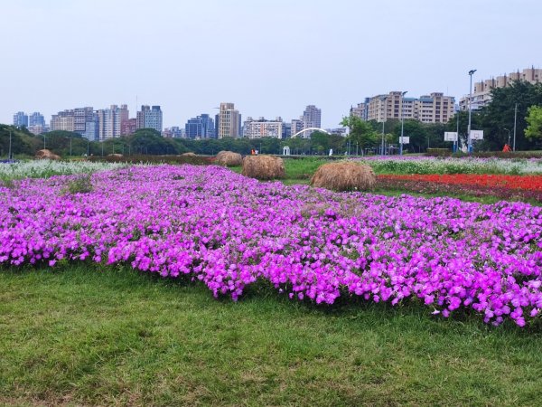 2024年臺北大縱走第八段：捷運動物園站至捷運關渡站2471083