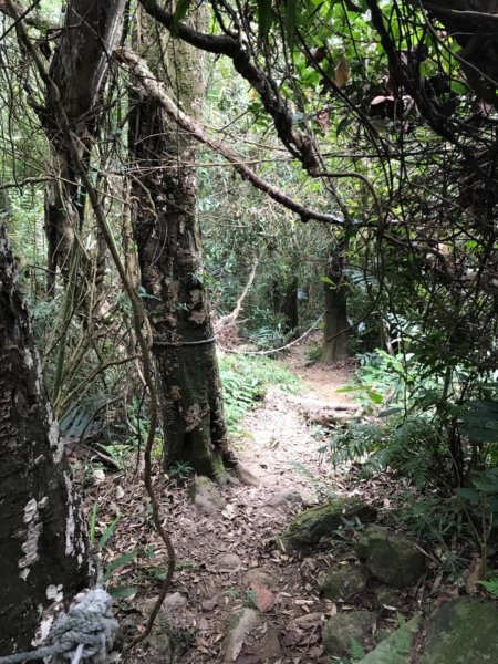 獅頭山、猿山、獅尾山三連走525962