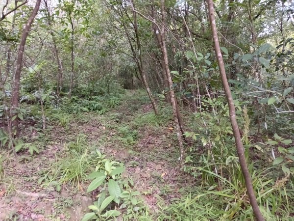 雙溪區盤山坑古道+過火坪古道O型2882374