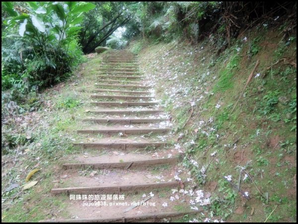    十一指古道包場賞桐花573613