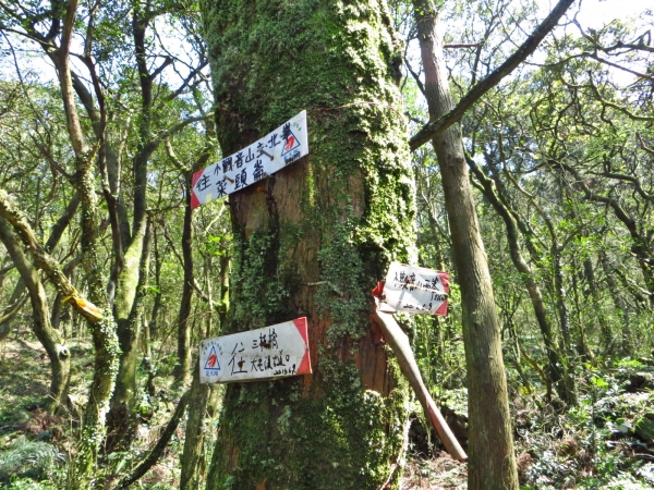 小觀音山-大屯溪古道縱走33263