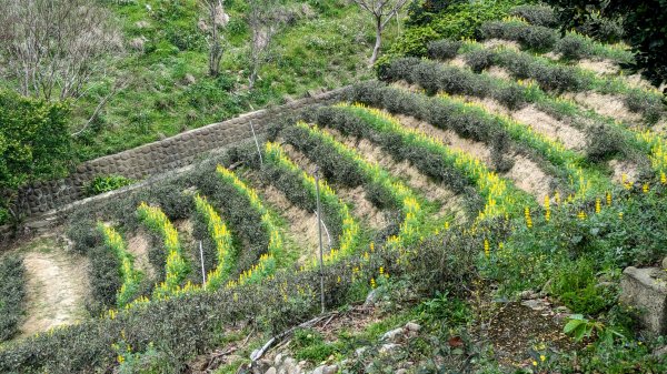 大北坑魯冰花2435743