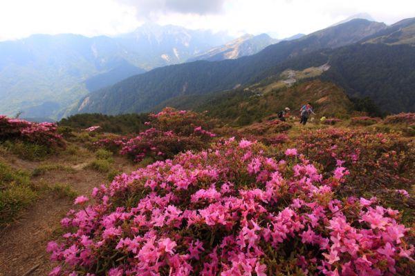 紅毛杜鵑 合歡北峰338943