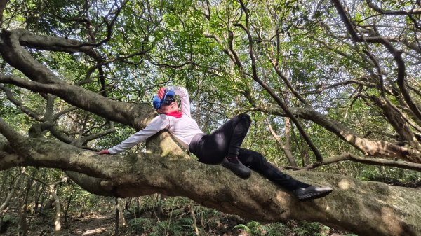 東勢大崙、東勢坑山、觀音湖山O走2986317