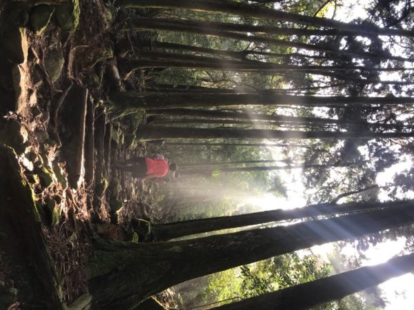 一葉蘭（期間限定）、加里山、杜鵑嶺2099929