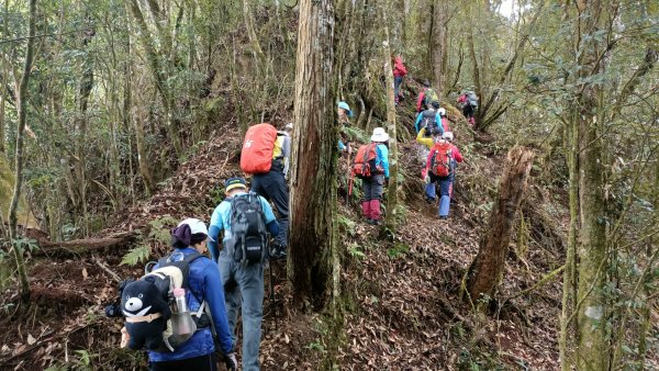 留龍頭~忘憂森林~金柑樹山~ 天地眼~杉林溪2021年11月27日1528321