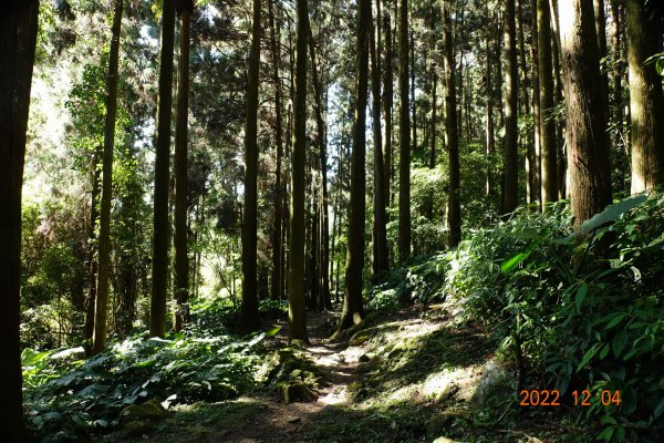 嘉義 竹崎 光崙山、摩天嶺1941062